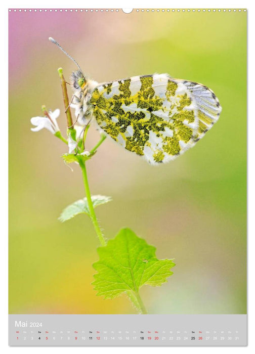Schmetterlinge - Gaukler im Wind (CALVENDO Wandkalender 2024)