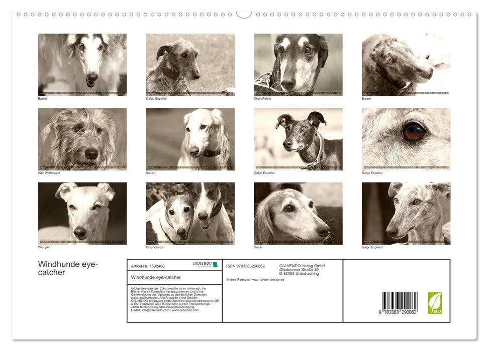 Greyhounds eye-catcher (CALVENDO Premium Wall Calendar 2024) 