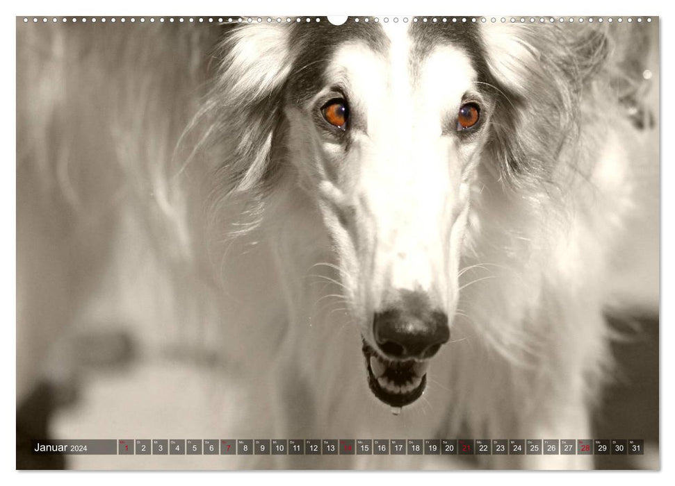 Windhunde eye-catcher (CALVENDO Premium Wandkalender 2024)