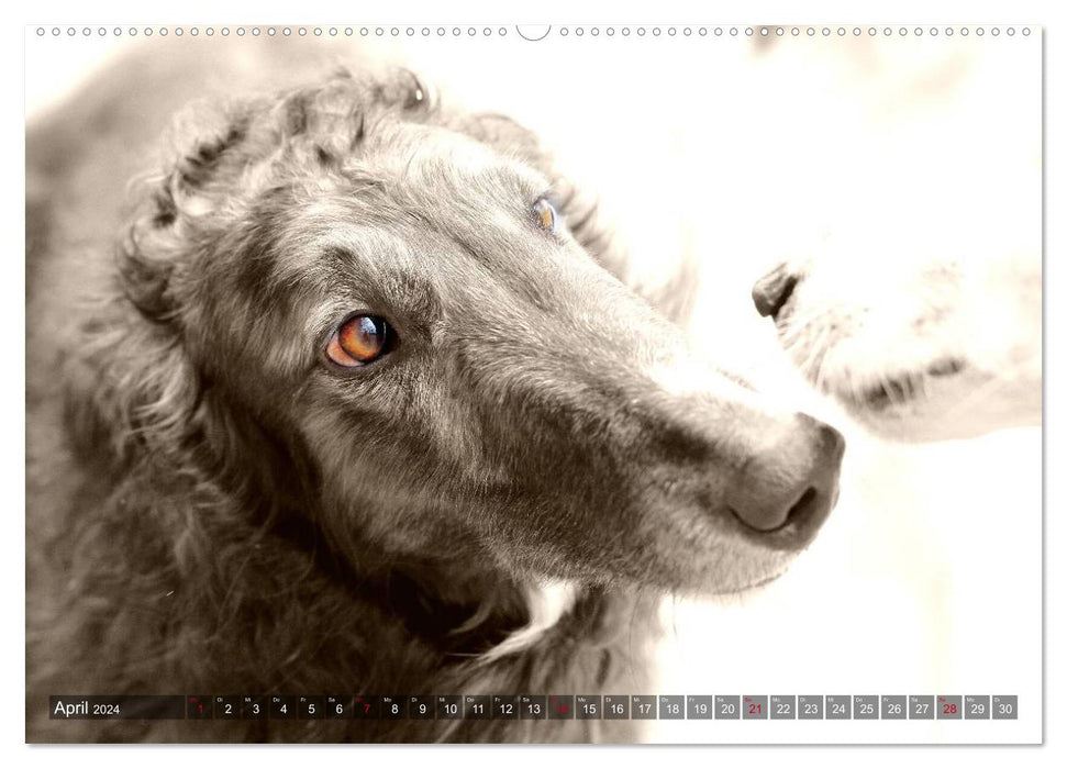Greyhounds eye-catcher (CALVENDO Premium Wall Calendar 2024) 