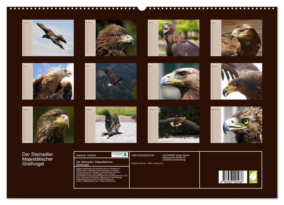 Der Steinadler. Majestätischer Greifvogel (CALVENDO Premium Wandkalender 2024)