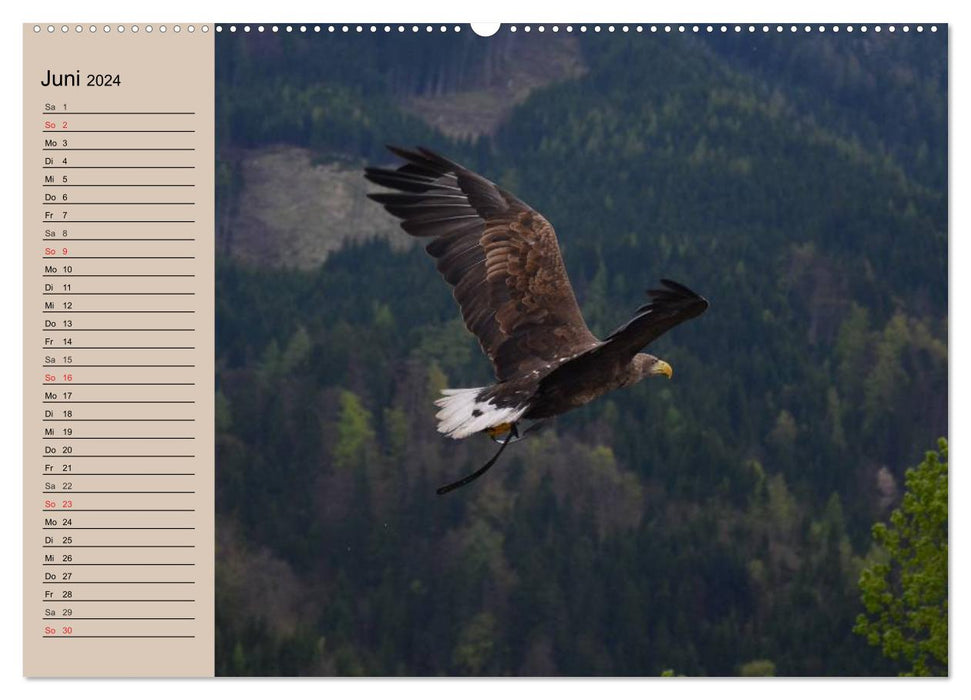 The golden eagle. Majestic bird of prey (CALVENDO Premium wall calendar 2024) 