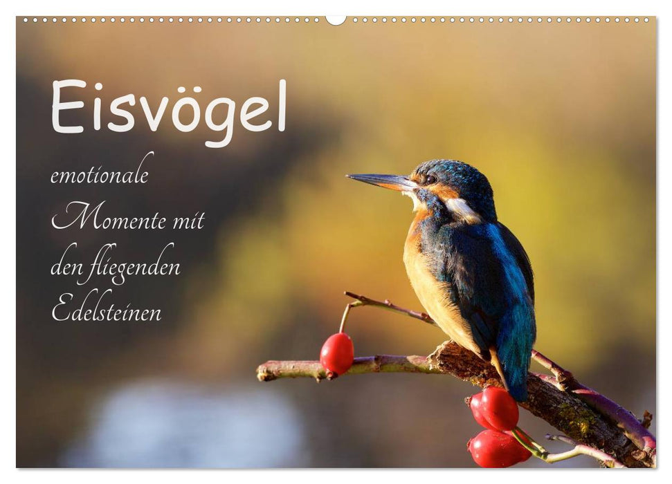 Eisvögel - emotionale Momente mit den fliegenden Edelsteinen (CALVENDO Wandkalender 2024)