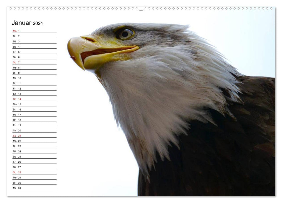 Weißkopfseeadler. Symbol der Freiheit (CALVENDO Premium Wandkalender 2024)