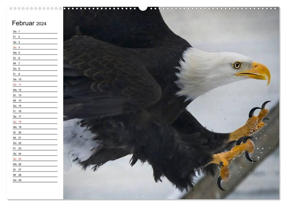 Weißkopfseeadler. Symbol der Freiheit (CALVENDO Premium Wandkalender 2024)