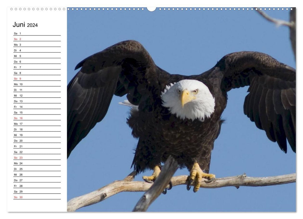 Weißkopfseeadler. Symbol der Freiheit (CALVENDO Premium Wandkalender 2024)