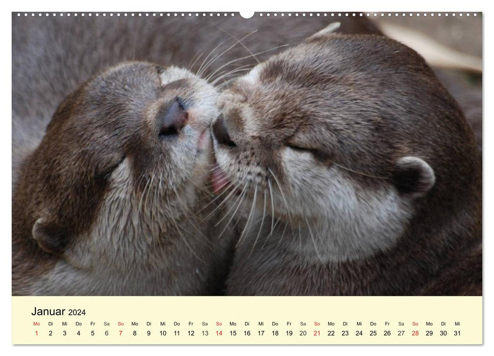 Seals and otters. Cute fellows, perfect swimmers (CALVENDO Premium Wall Calendar 2024) 