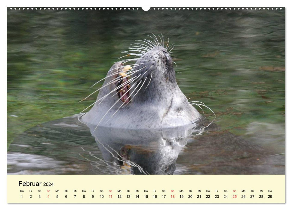 Seehunde und Otter. Putzige Gesellen, perfekte Schwimmer (CALVENDO Premium Wandkalender 2024)