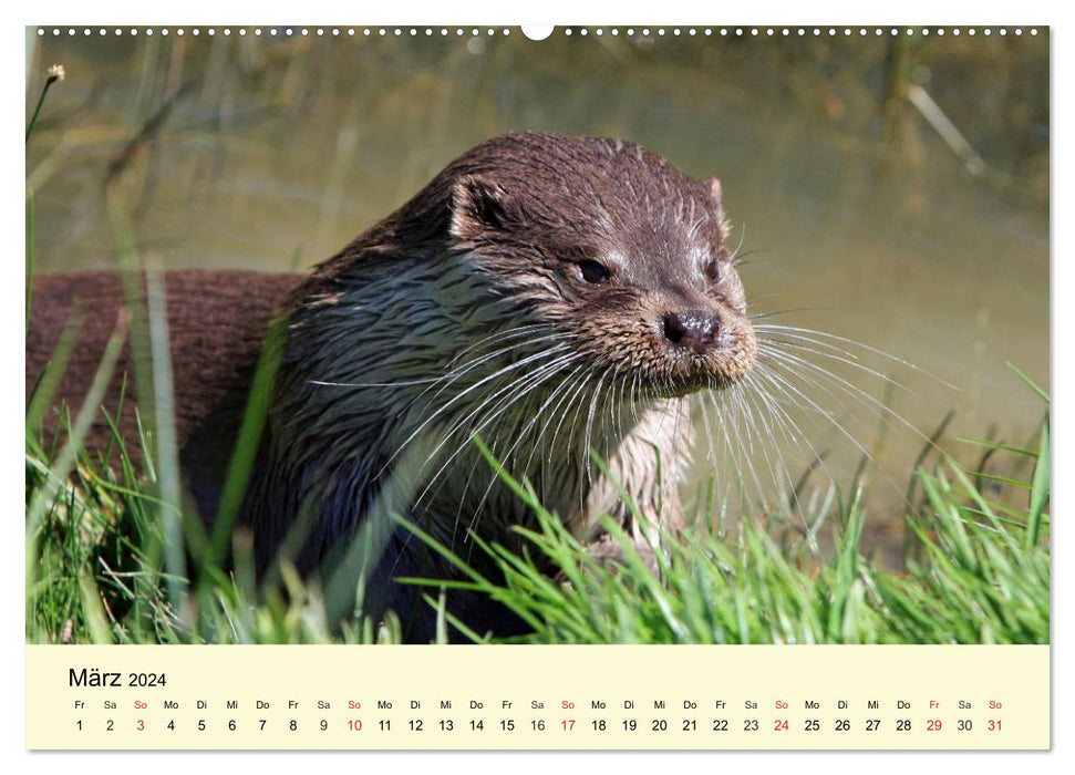 Seehunde und Otter. Putzige Gesellen, perfekte Schwimmer (CALVENDO Premium Wandkalender 2024)