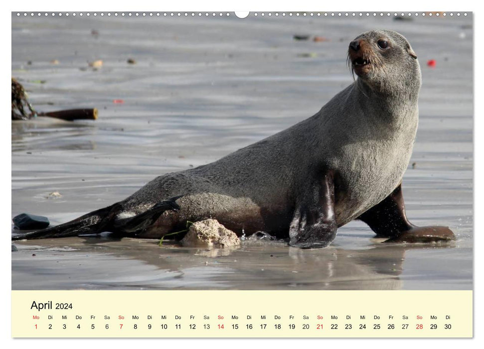 Seehunde und Otter. Putzige Gesellen, perfekte Schwimmer (CALVENDO Premium Wandkalender 2024)