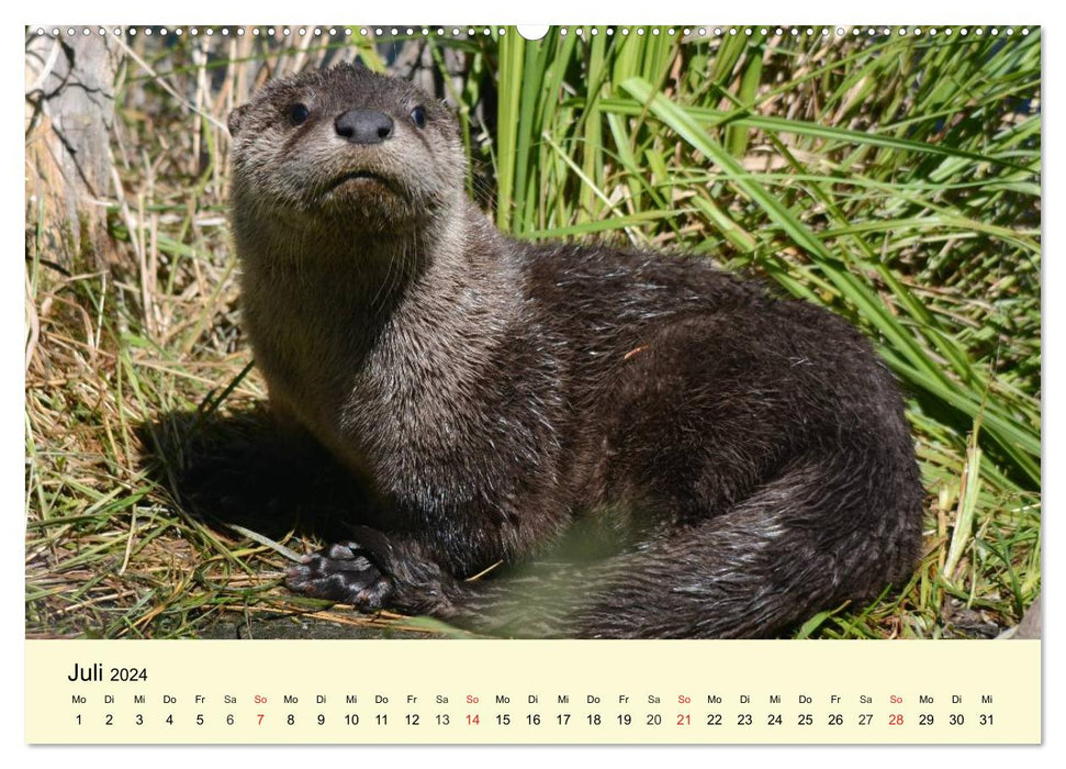 Seehunde und Otter. Putzige Gesellen, perfekte Schwimmer (CALVENDO Premium Wandkalender 2024)