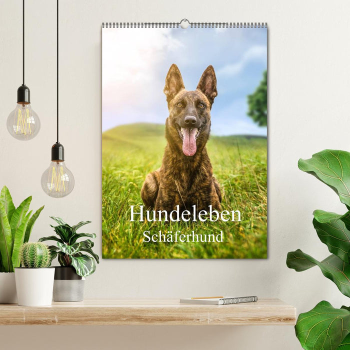 Dog life German Shepherd (CALVENDO wall calendar 2024) 