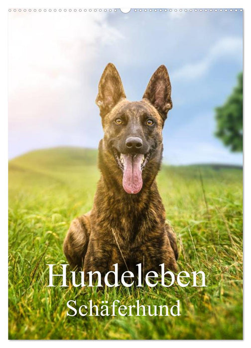 Dog life German Shepherd (CALVENDO wall calendar 2024) 