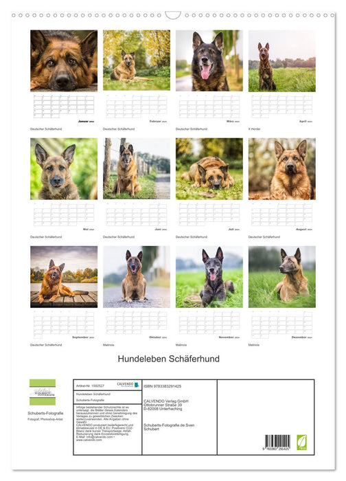 Dog life German Shepherd (CALVENDO wall calendar 2024) 