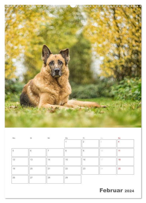 Hundeleben Schäferhund (CALVENDO Wandkalender 2024)