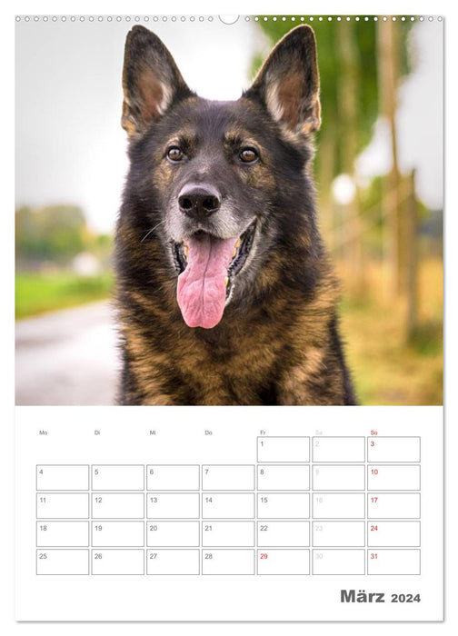 Hundeleben Schäferhund (CALVENDO Wandkalender 2024)