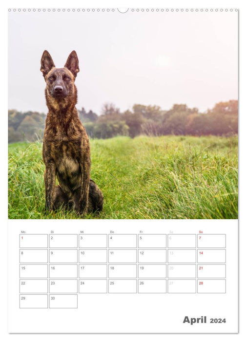 Dog life German Shepherd (CALVENDO wall calendar 2024) 