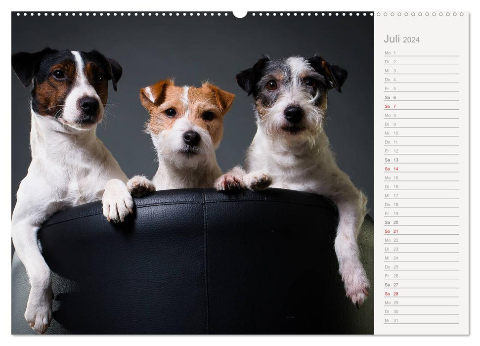 Hundeportraits Eyecatcher-Fotografie (CALVENDO Premium Wandkalender 2024)