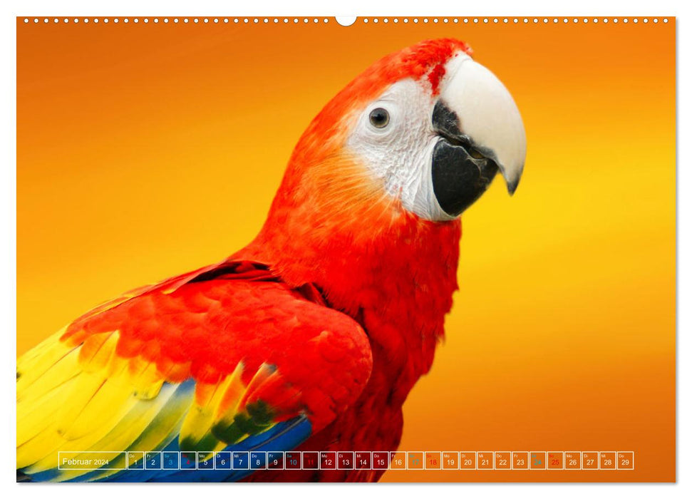 Die bunte Welt der Vögel (CALVENDO Wandkalender 2024)