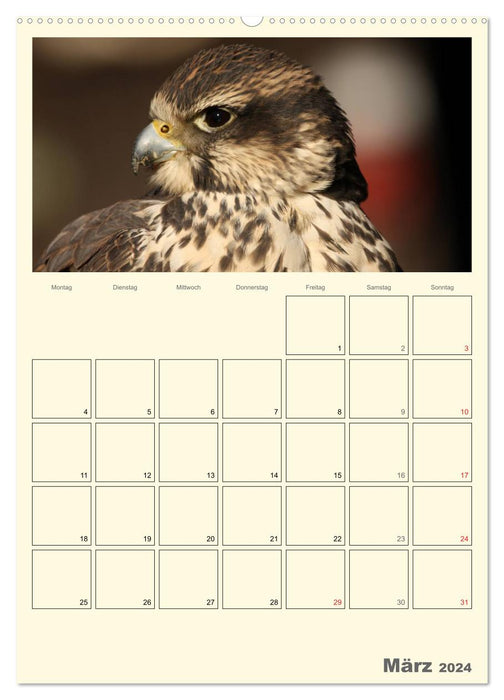 Raubvögel (CALVENDO Wandkalender 2024)