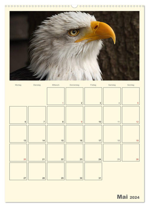 Raubvögel (CALVENDO Wandkalender 2024)