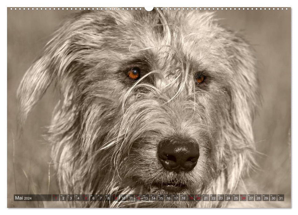 Windhunde eye-catcher (CALVENDO Wandkalender 2024)