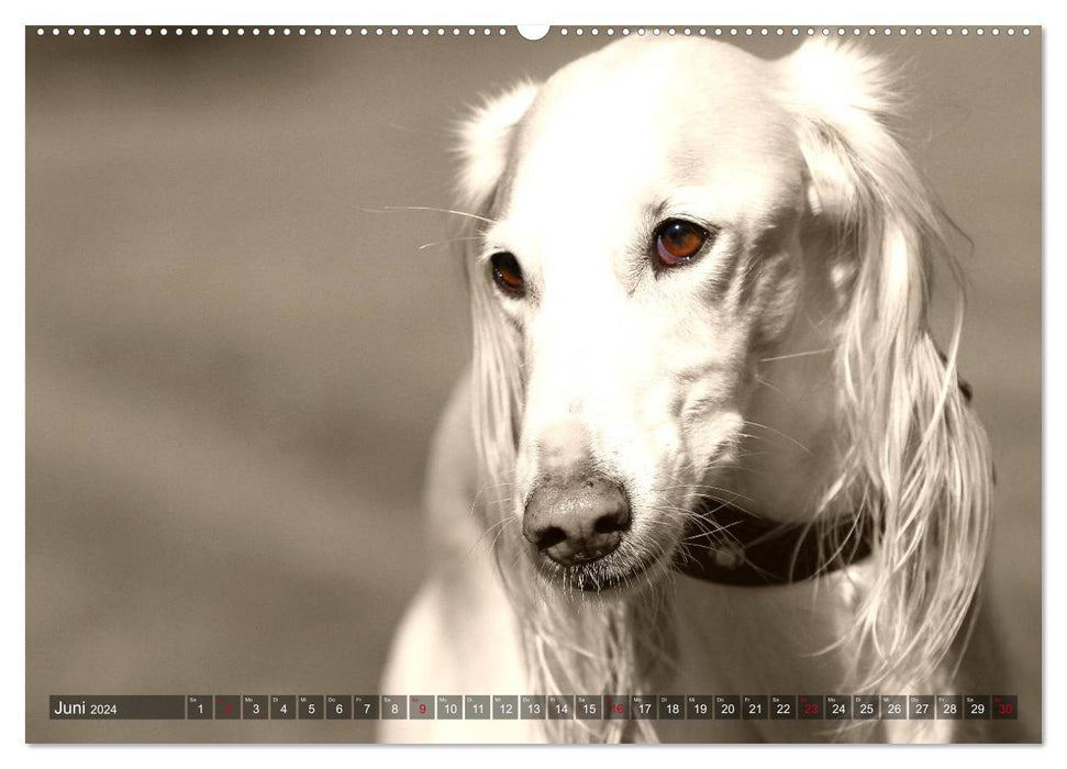 Greyhounds eye-catcher (CALVENDO wall calendar 2024) 