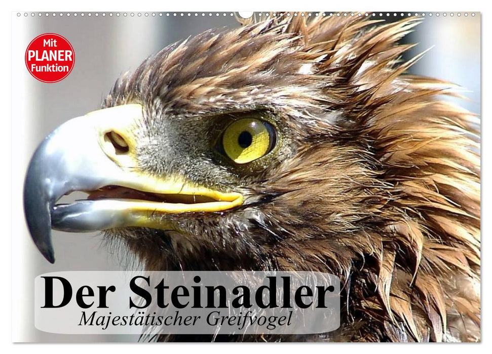 Der Steinadler. Majestätischer Greifvogel (CALVENDO Wandkalender 2024)