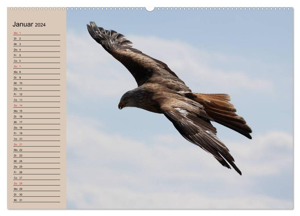 The golden eagle. Majestic bird of prey (CALVENDO wall calendar 2024) 