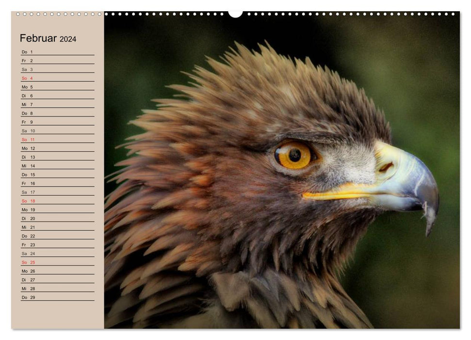 Der Steinadler. Majestätischer Greifvogel (CALVENDO Wandkalender 2024)