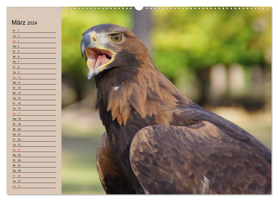 The golden eagle. Majestic bird of prey (CALVENDO wall calendar 2024) 