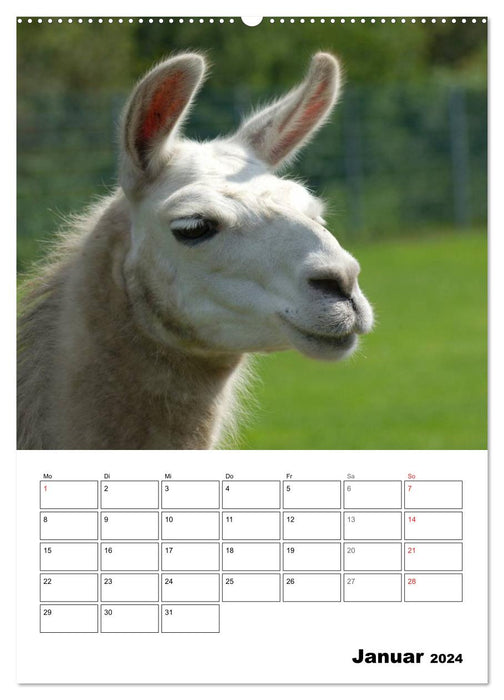 Alpaka und Lama Terminplaner (CALVENDO Premium Wandkalender 2024)