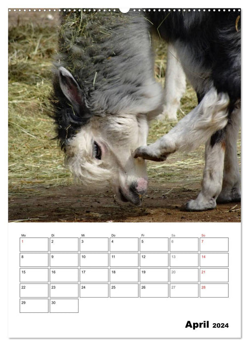 Alpaka und Lama Terminplaner (CALVENDO Premium Wandkalender 2024)