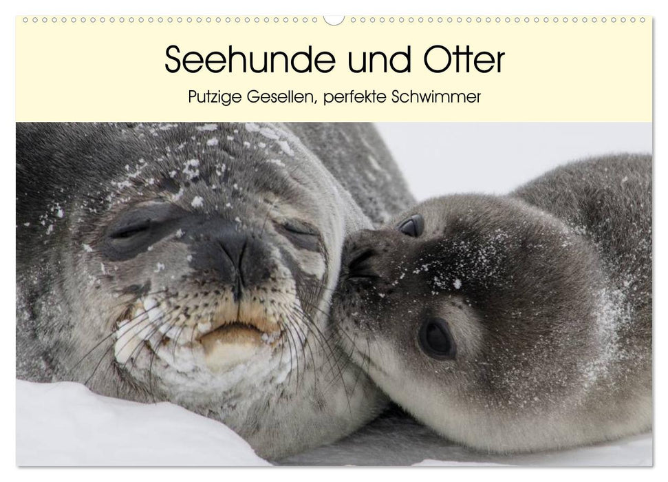 Seals and otters. Cute fellows, perfect swimmers (CALVENDO wall calendar 2024) 