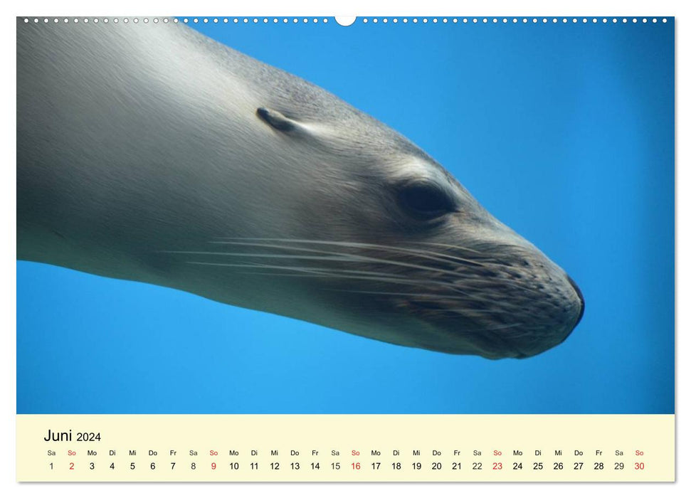 Seehunde und Otter. Putzige Gesellen, perfekte Schwimmer (CALVENDO Wandkalender 2024)