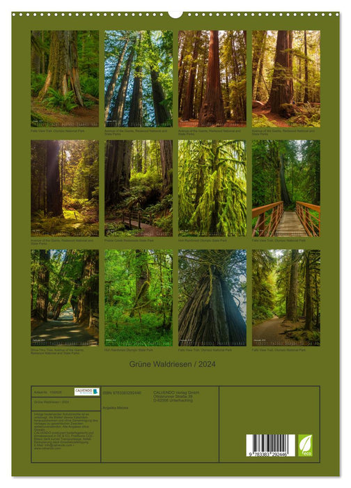 Green Forest Giants / 2024 (CALVENDO Premium Wall Calendar 2024) 