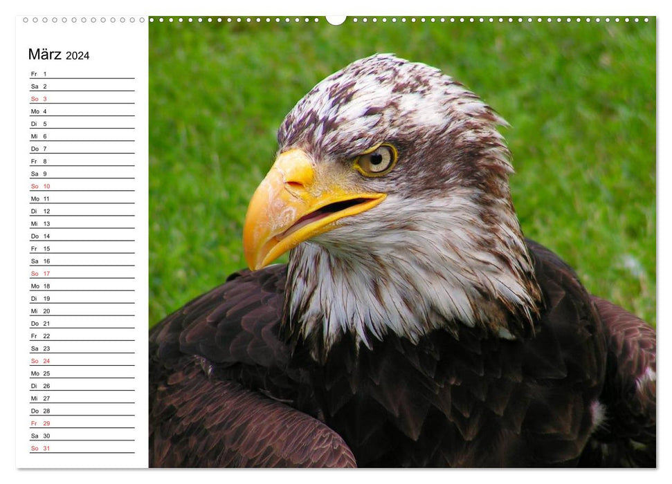 Bald eagle. Symbol of freedom (CALVENDO wall calendar 2024) 