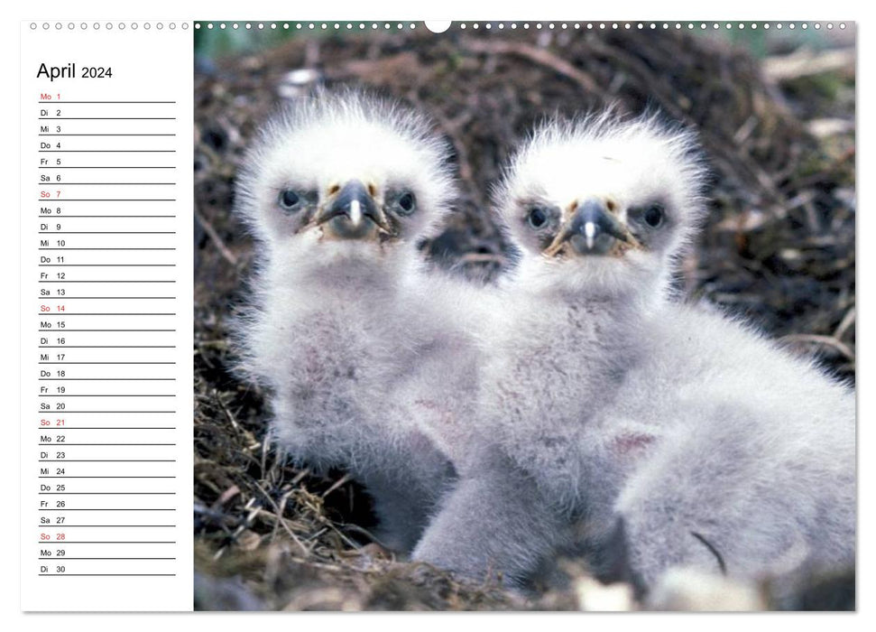 Weißkopfseeadler. Symbol der Freiheit (CALVENDO Wandkalender 2024)