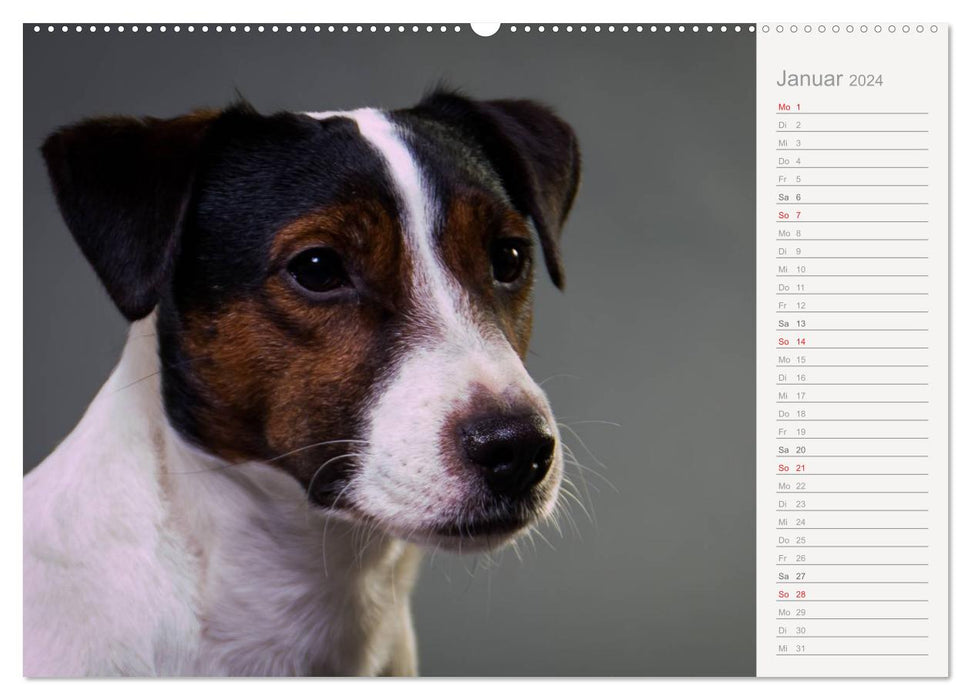 Dog portraits eye-catching photography (CALVENDO wall calendar 2024) 