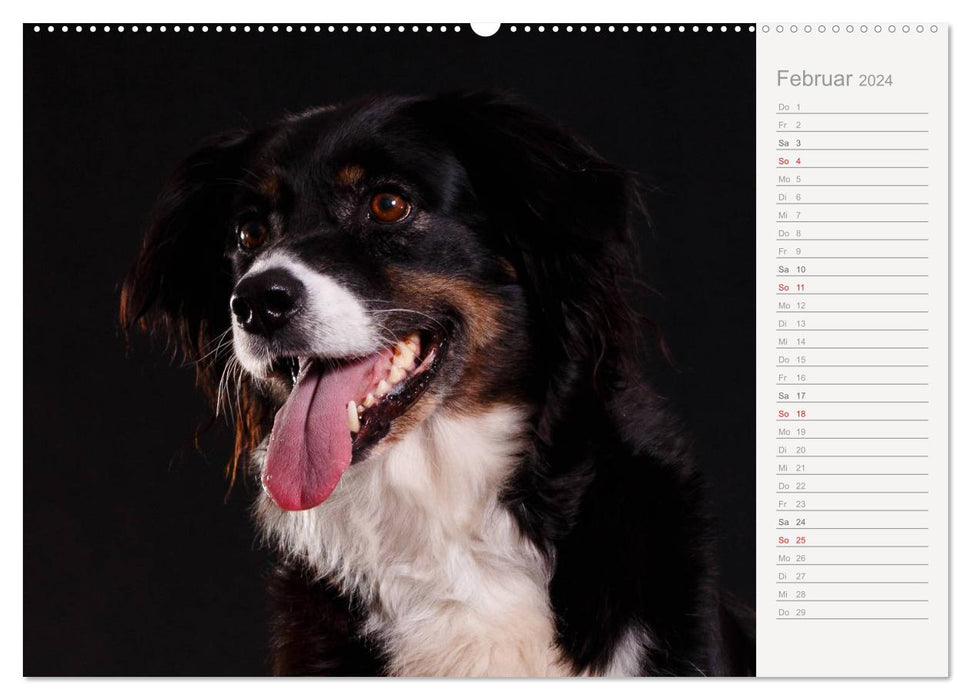 Dog portraits eye-catching photography (CALVENDO wall calendar 2024) 