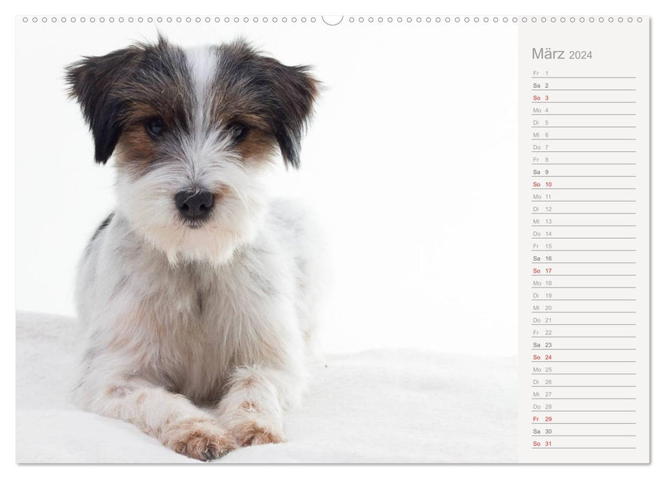 Dog portraits eye-catching photography (CALVENDO wall calendar 2024) 