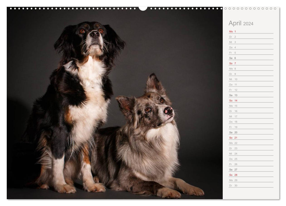 Dog portraits eye-catching photography (CALVENDO wall calendar 2024) 