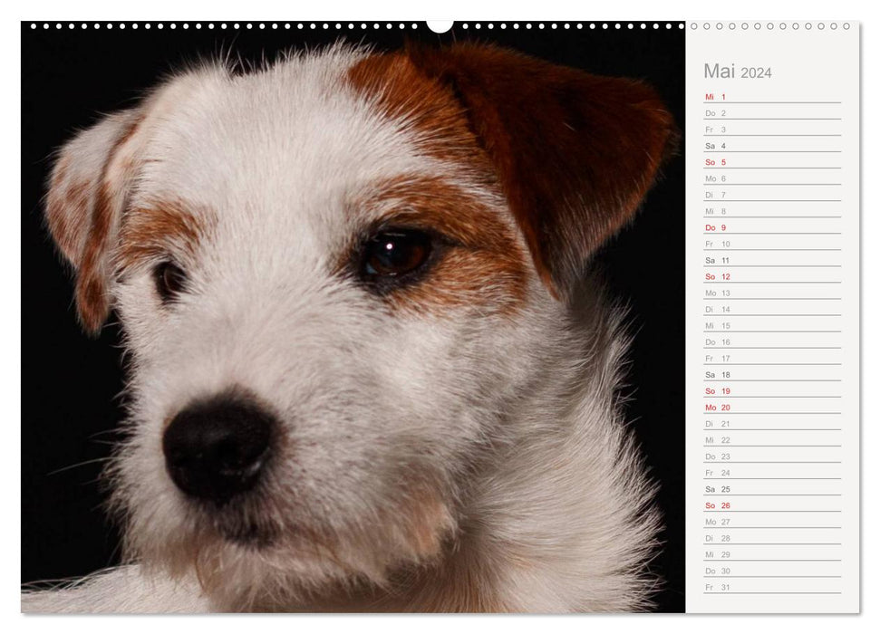 Dog portraits eye-catching photography (CALVENDO wall calendar 2024) 