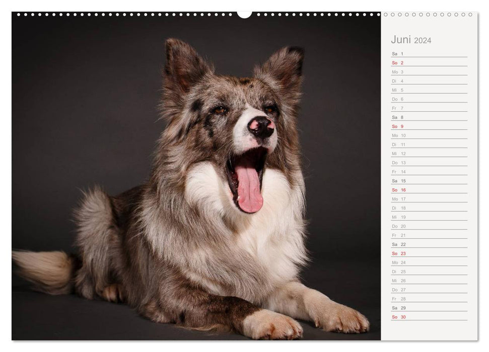 Dog portraits eye-catching photography (CALVENDO wall calendar 2024) 