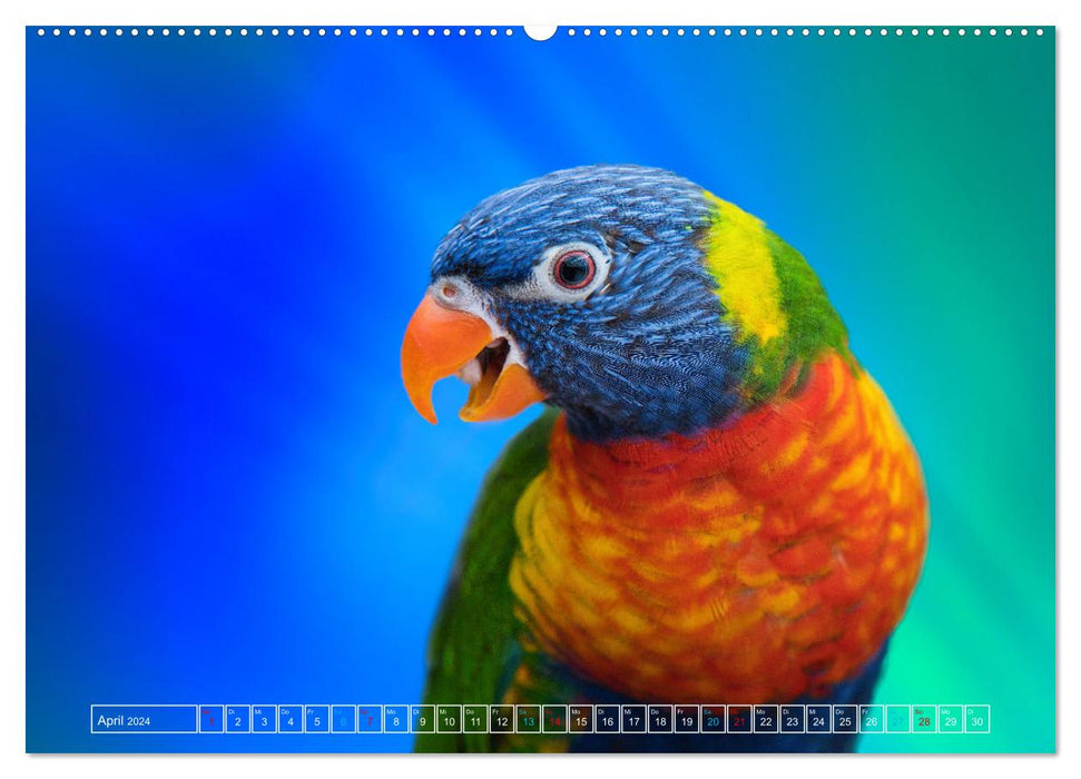 The colorful world of birds (CALVENDO Premium Wall Calendar 2024) 