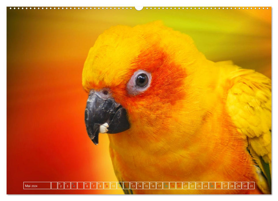 Die bunte Welt der Vögel (CALVENDO Premium Wandkalender 2024)