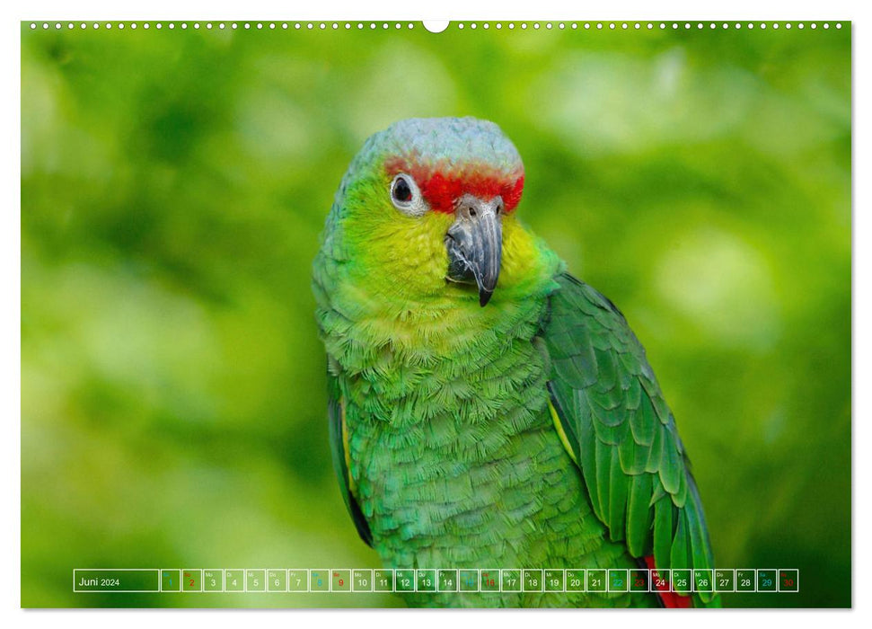 Die bunte Welt der Vögel (CALVENDO Premium Wandkalender 2024)