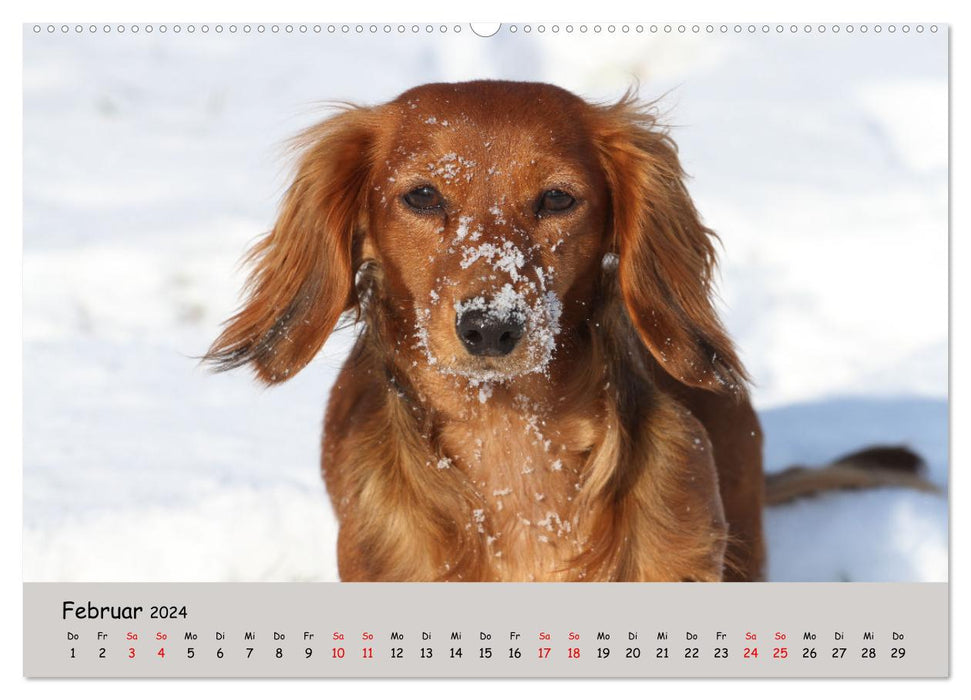 Miniature Dachshund by Kadi (CALVENDO Premium Wall Calendar 2024) 