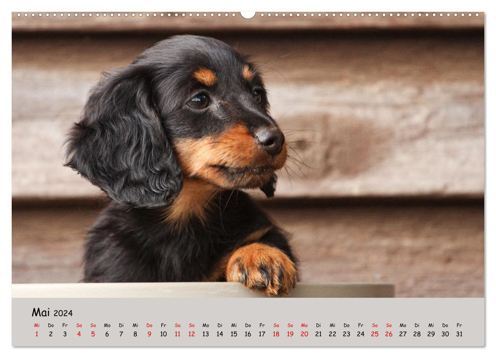 Miniature Dachshund by Kadi (CALVENDO Premium Wall Calendar 2024) 