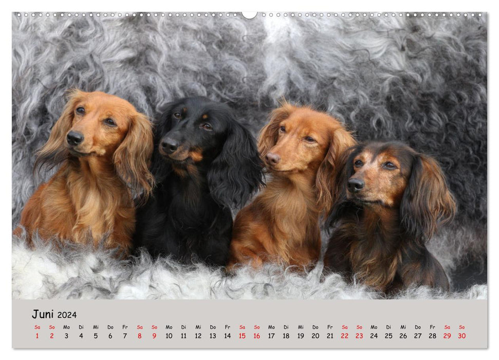 Miniature Dachshund by Kadi (CALVENDO Premium Wall Calendar 2024) 